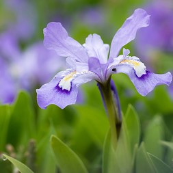 Iris cristata (dwarf crested iris)